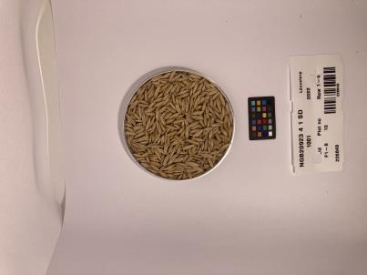 Click for 1 image(s) for this accession. SEED